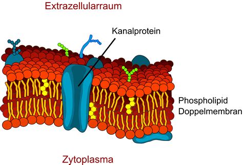 Définition Membrane Plasmique Membrane Cellulaire