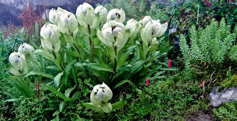 El afable bulo de la «flor del Himalaya que solo florece cada 400 años