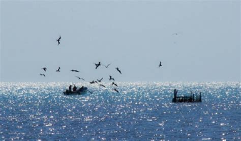 ¿cuáles Son Las Investigaciones Más Importantes De La Pesca Sostenible