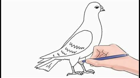 How To Draw A Pigeon Easy Step By Step Youtube