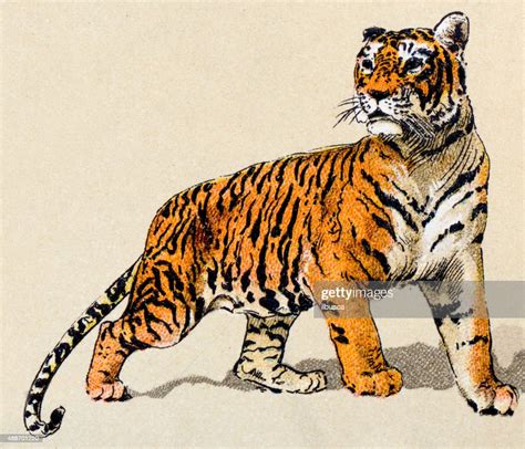 Tiger Mammals Animals Antique Illustration High Res Vector Graphic