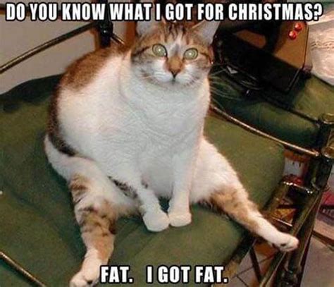 Fat Cat Meme Msah Metairie Small Animal Hospital