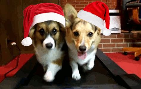 Christmas Animals  Find And Share On Giphy