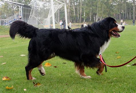 53 Bernese Mountain Dog Full Grown Size Image Bleumoonproductions
