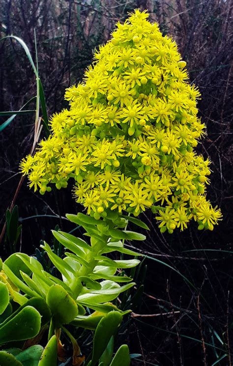 5 how much water do christmas cacti need during a blooming cycle? Yellow Dune Bloom by Brendaartwork18