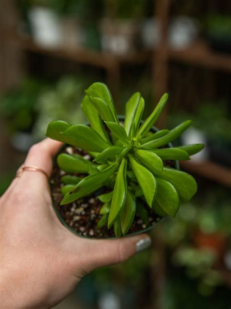 Looking for green acres lawn care? Pin by Green Acres Nursery & Supply on Houseplants in 2020 ...