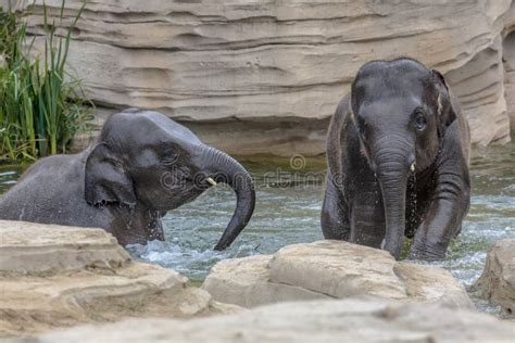 Two Young Elephants Playing In Water Stock Photo Image Of African