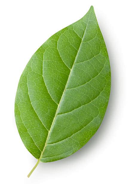 Royalty Free Single Leaf Pictures Images And Stock Photos Istock