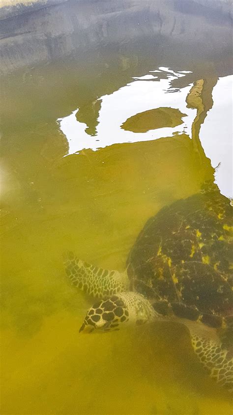 Green Sea Turtle Hawksbill Sea Turtle Loggerhead Sea Turtle Swims