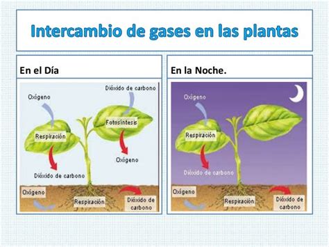 Ciencias Naturales Ceuja 2016 RespiraciÓn De Las Plantas