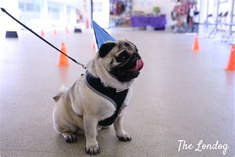 Pug Party Fun At Elmtree Canine Country Club The Londog