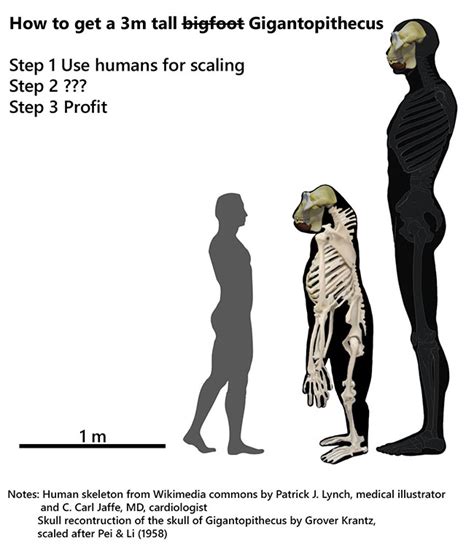 Gigantopithecus Blacki Brain Size