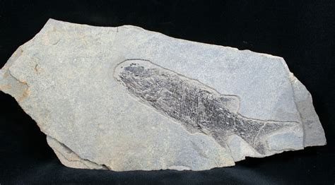 5 Permian Aged Fish Fossil Paramblypterus 6532 For Sale
