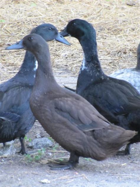 The head will also be blue, albeit a slightly darker color than the others. What color's do Swedish ducks come in? (new pics ...
