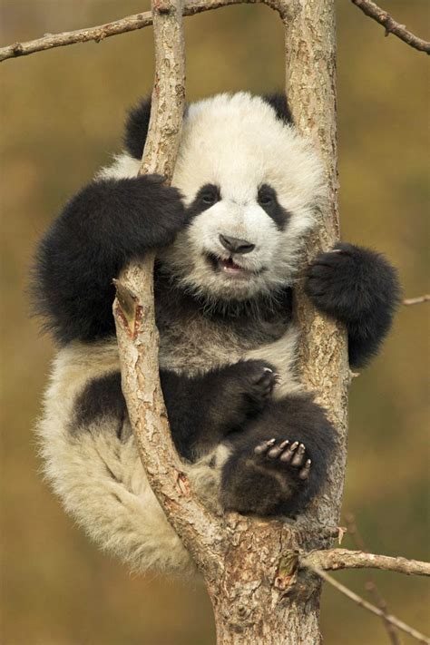 Watch As Adorable Baby Panda Wrestles With A Tree He Is