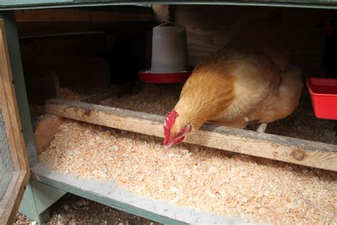 How To Clean The Chicken Coop Tillys Nest