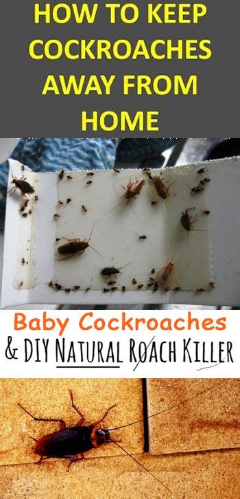 How To Get Rid Of Baby Roaches In Kitchen Cabinets Anipinan Kitchen