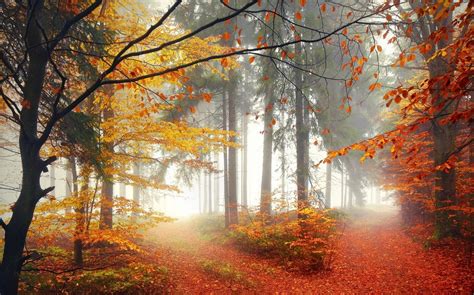 Nature Forest Trees Fall Mist Leaves Path Wallpaper