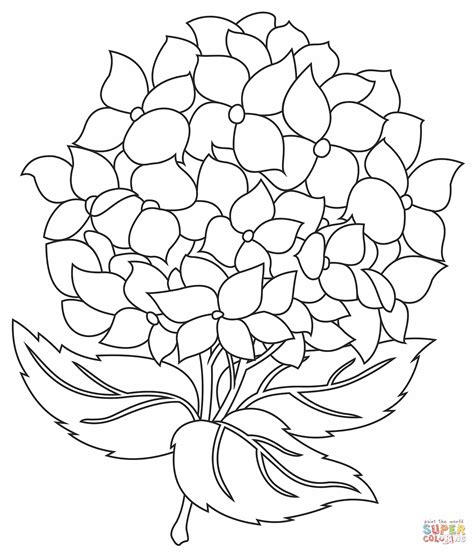 Hydrangea Coloring Page Free Printable Coloring Page Coloring Home