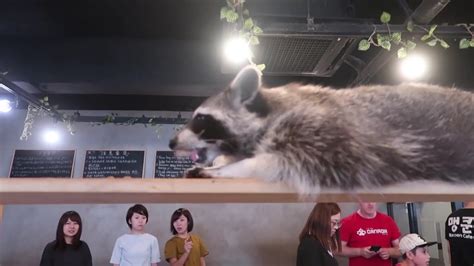 Korea Travel Vlog Raccoon Cafe In Seoul 🇰🇷 Youtube