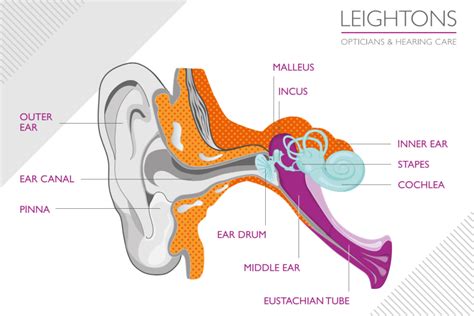 How We Hear Sound A Journey Into The Ears Leightons