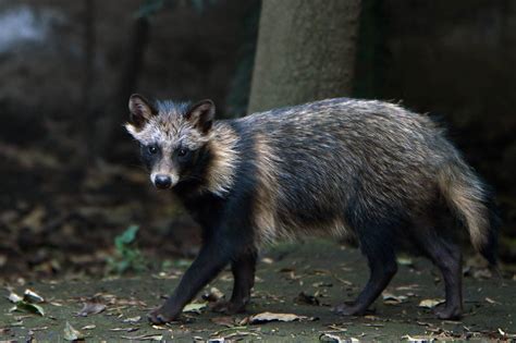 Raccoon Dog Data Sparks New Debate About Covid Origins Abs Cbn News
