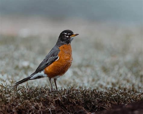 37 Most Common Birds Of North Carolina 2023 Field Guide Learn Bird