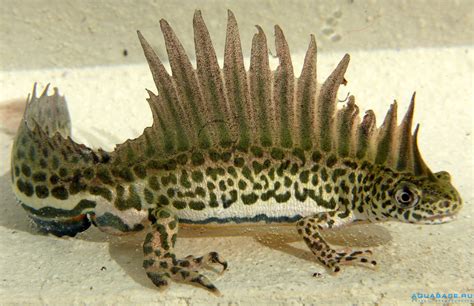 The Southern Banded Newt Looks Just Like A Real Life Water Dragon
