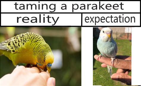 Taming A Budgie Expectation Vs Reality Birds Know Your Meme