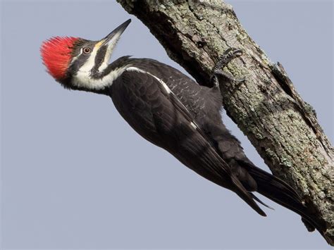 Woodpeckers In Indiana 7 Species Found In The State Of Indy