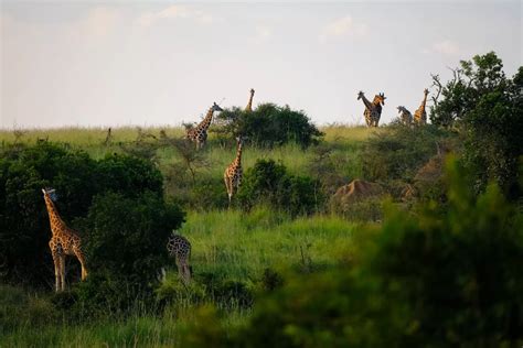 Preserving Africa Wildlife Through Sustainable Tourism Denhum Holidays
