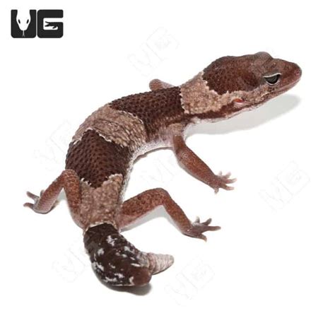 African Fat Tail Geckos For Sale Underground Reptiles