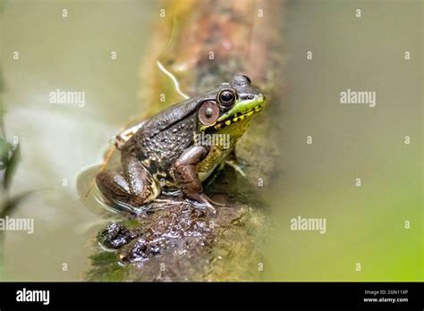 Male Green Frog Lithobates Clamitans Or Rana Clamitans Pisgah