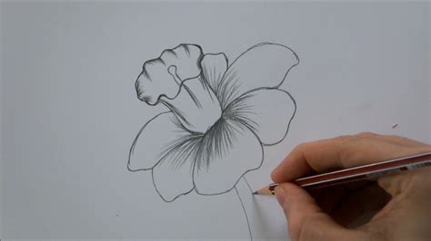 How To Draw Flowers For Beginners Step By Step ~ How To Draw Flowers In