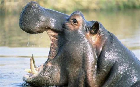 Hipopótamo Características Hábitat Alimentos Y Reproducción
