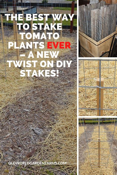 The Best Way To Stake Tomato Plants Ever A New Twist On Diy Stakes