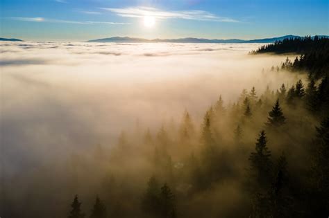 Premium Photo Fog Above Pine Forests Dense Pine Forest In Morning Mist