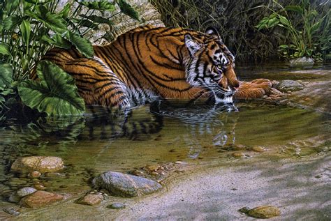 Animal Wallpaper Wild Animal Wallpaper Tiger Painting