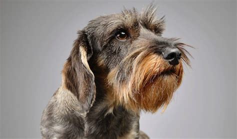 Wire Haired Dachshund Puppies Breeders And Breed Guide All Things Dogs