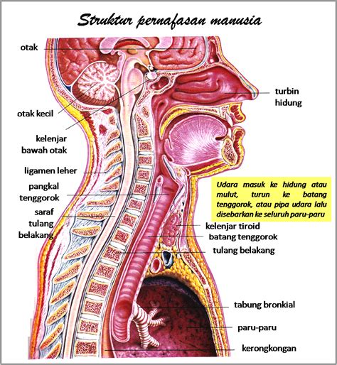 Vena merupakan pembuluh darah yang membawa darah yang minim oksigen dari seluruh tubuh untuk menuju ke jantung. GAMBAR ANATOMI-ORGAN TUBUH MANUSIA | freewaremini