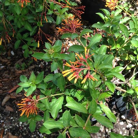 Firebush Dwarf Red Orange 3 Gallon ROBBINS NURSERY