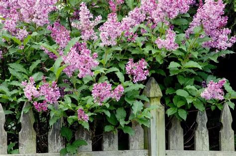How To Prune Lilac Bushes Lilac Tree Lilac Bushes Lilac Plant