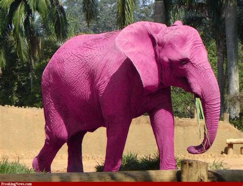 Pink Elephant Godwiki