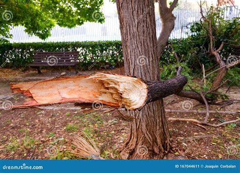 Tree Branch Cut And Fallen To The Ground By The Gale In A Storm In A