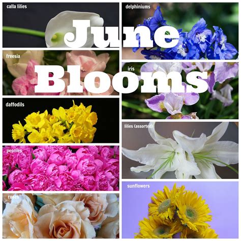 June Blooms June Wedding E Flowers Bloom