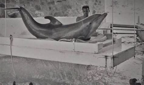 Video Documentary Explores Secrets Behind Dolphin House Experiments