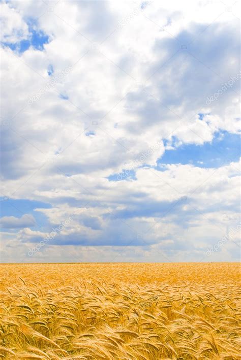 Golden Wheat Field And Blue Sky — Stock Photo © Suravid 9429274