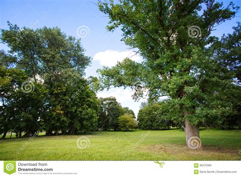 Nature Background Park With Meadow Stock Image Image Of View Spring