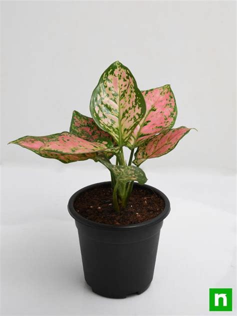 Buy Aglaonema Pink Dalmatian Plant Online From Nurserylive At Lowest