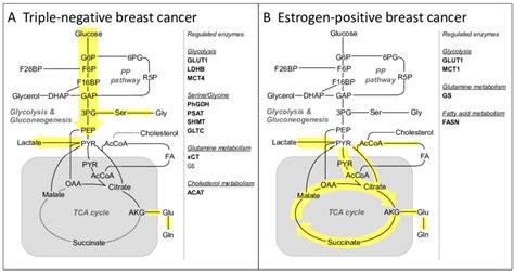 Breast Cancer Metabolism A Metabolism Of Triple Negative Breast